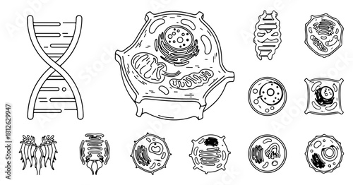 Explore DNA structures and cell biology with this educational science diagram for biology lessons