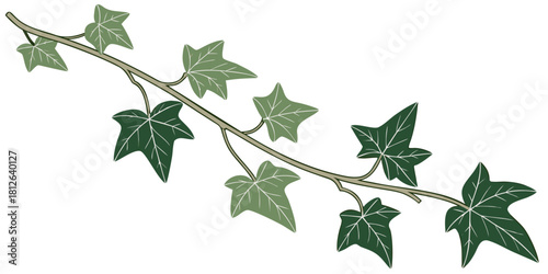 trailing green ivy vine with star shaped leaves botanical branch decoration natural climbing plant foliage element on white background
