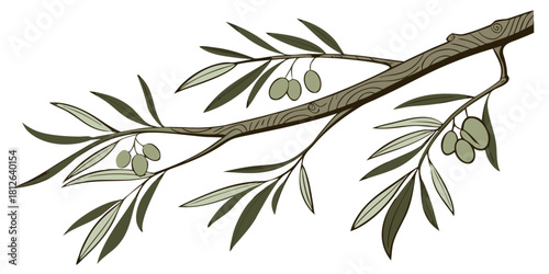 natural olive tree branch with green leaves and hanging olive fruits on wooden stem botanical illustration mediterranean plant design