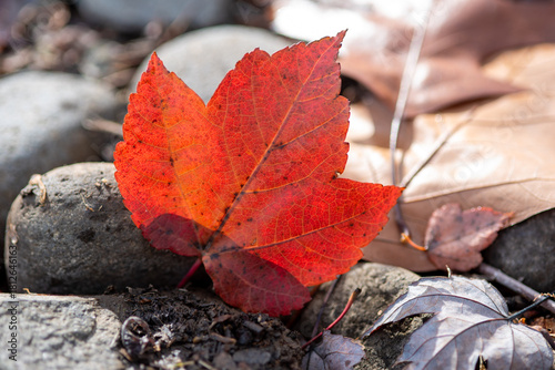 red maple leaf on the ground