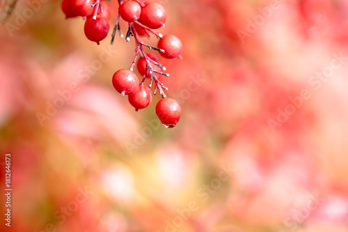 red berries on a branch