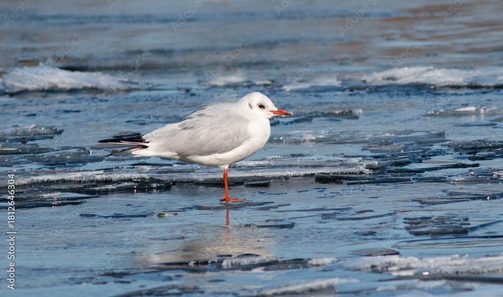 Obraz premium seagull on the beach