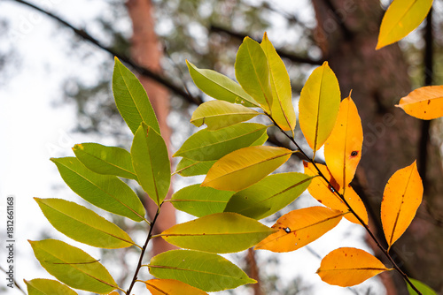 Close-up of yellow autumn leaves in sunlight | Крупний план жовтого осіннього листя на сонці