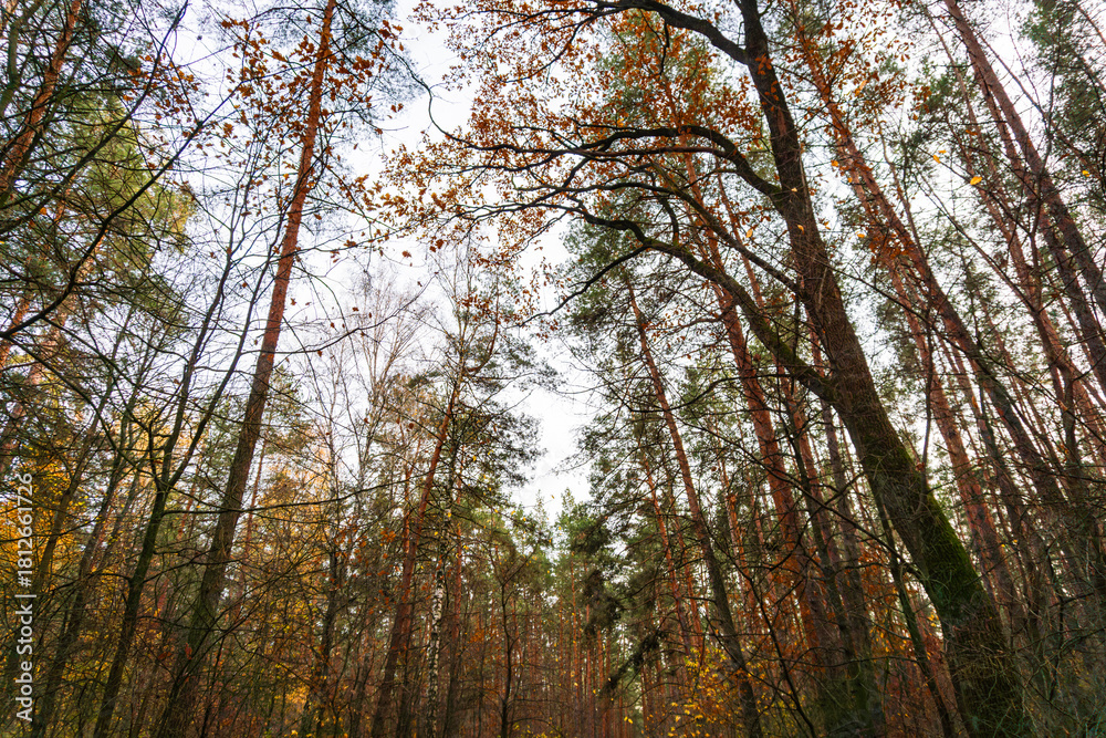 Fototapeta premium Forest canopy with bare branches under cloudy sky | Лісова крона з голими гілками під хмарним небом