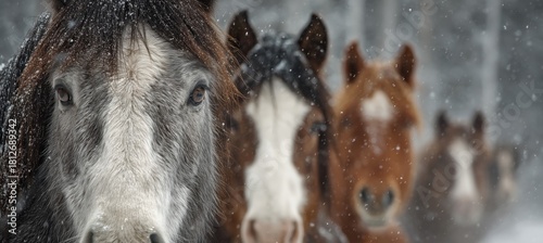 Horses Standing Together in the Snow During a Winter Landscape Scene