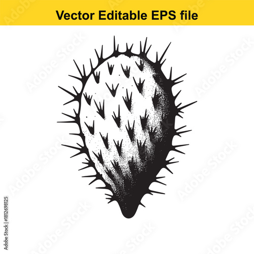 Black and white prickly pear cactus pad vector drawing