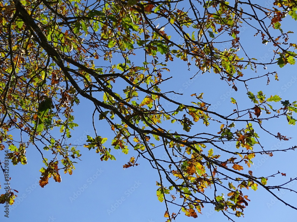 Fototapeta premium autumn leaves against blue sky