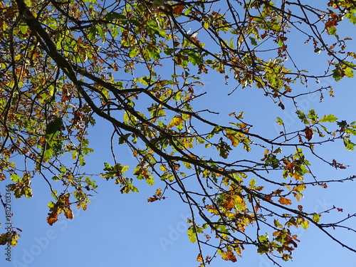 autumn leaves against blue sky