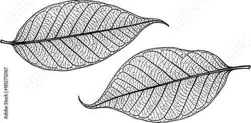 Two skeletal leaves with intricate vein patterns isolated on a white background in a detailed drawing