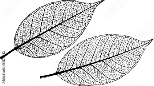 Two skeletal leaves with intricate vein patterns isolated on a white background in a detailed drawing