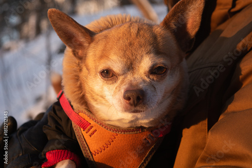 red and white Chihuahua dog in woman hands, small dog under arm, dogwalking concept