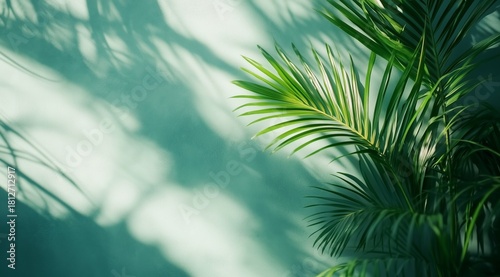 Beautiful Green Palm Leaves Casting Intricate Shadows on a Light Wall