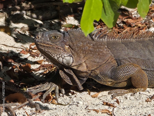 iguana on the rock