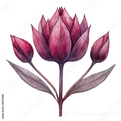 A Chocolate Cosmos Stem, watercolor drawing vector, isolated on a white background.