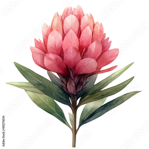 A Celosia Plant, watercolor vector, isolated on a white background.