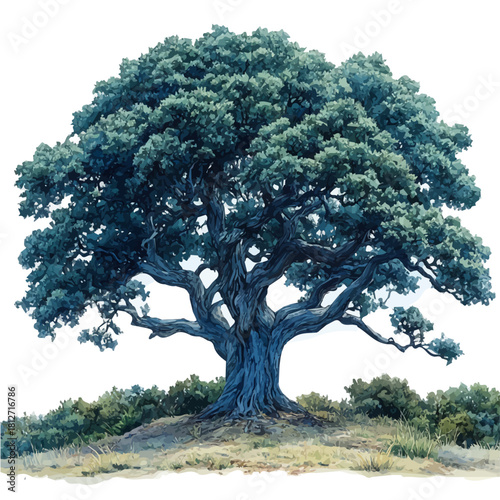 A Chinese Elm Tree, watercolor drawing vector, isolated on a white background.