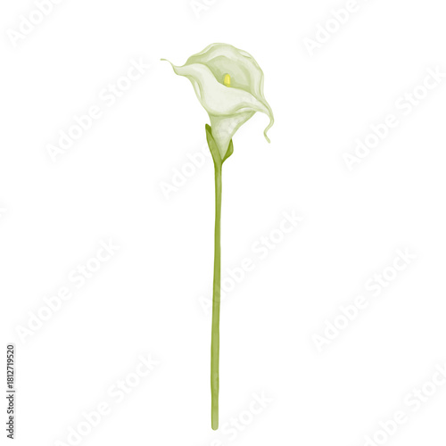 White calla lily flower. Decorative botanical element. Vector graphics.