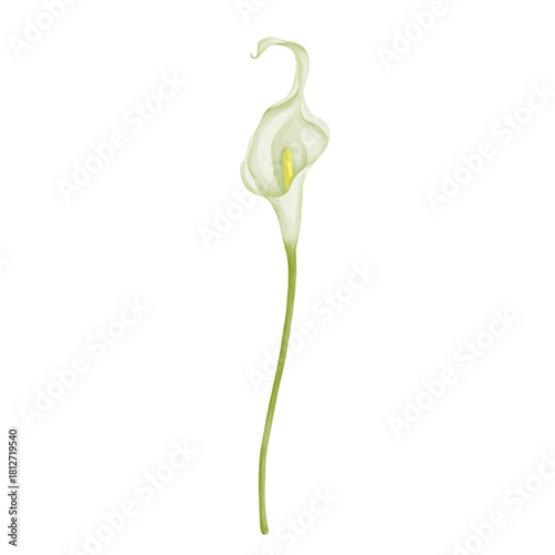 White calla lily flower. Decorative botanical element. Vector graphics.
