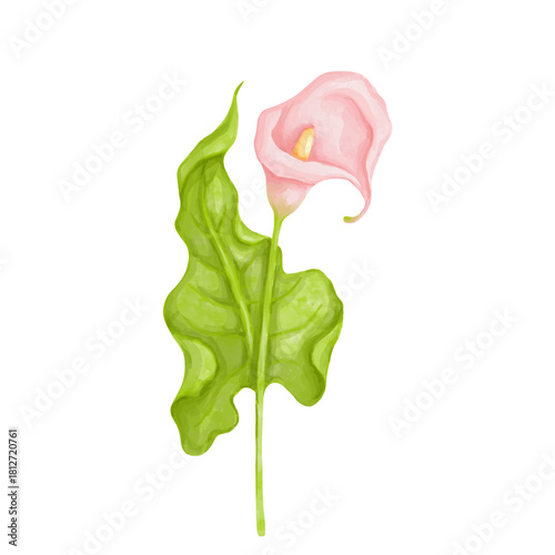 Pink calla lily flower. Decorative botanical element. Vector graphics.
