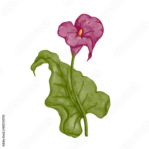 Pink calla lily flower. Decorative botanical element. Vector graphics.