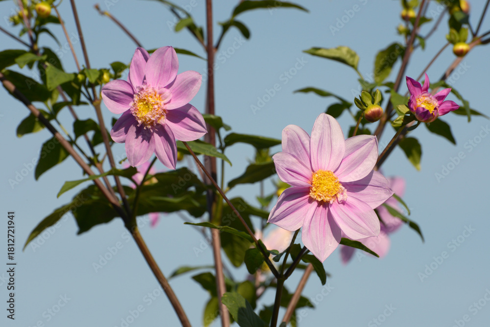 Obraz premium 皇帝ダリア