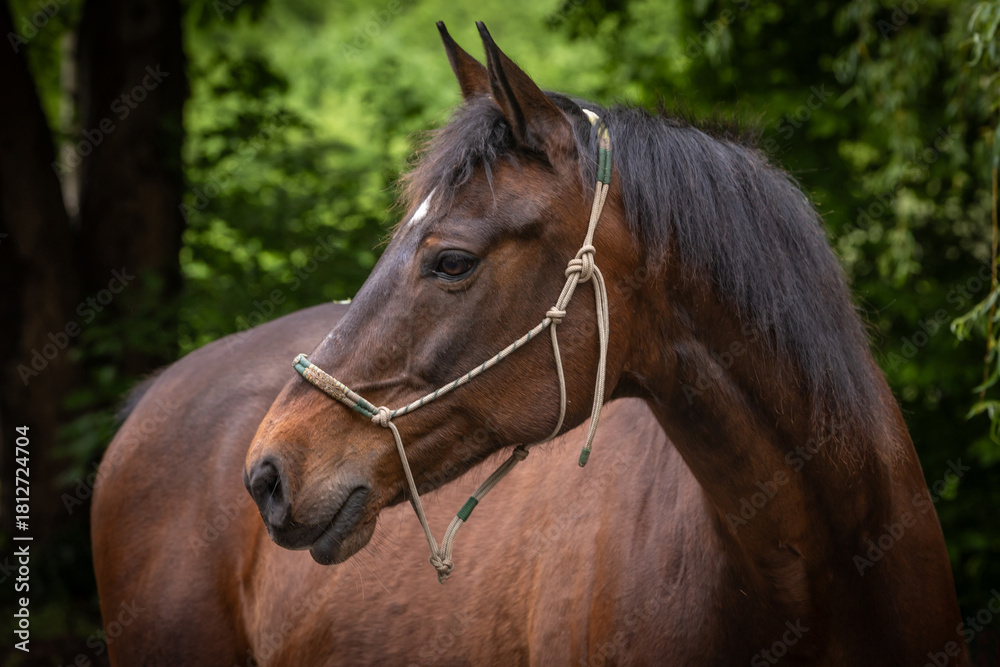 Obraz premium Pferdeportrait