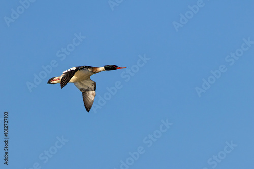 Canvas Print Red breasted Merganser (Mergus serrator) common in coastal waters seen on Bull I