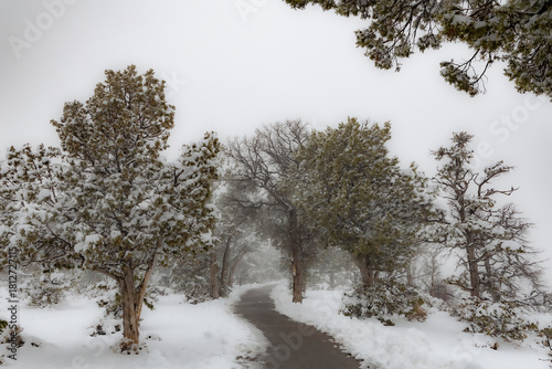 Wallpaper Mural Snowy Hiking Trail in Grand Canyon. A picturesque hiking trail in the Grand Canyon covered in snow, showcasing the beauty of winter in the iconic landscape Torontodigital.ca