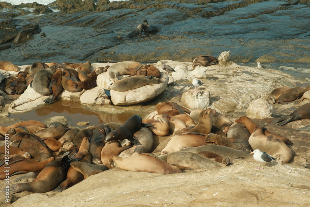 Obraz premium Large group of Sea lions in La Jolla Cove, San Diego, California during summer time