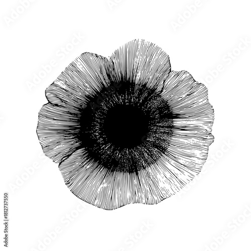Abstract flower black and white floral drawing botanical illustration line art monochrome flower design vector art