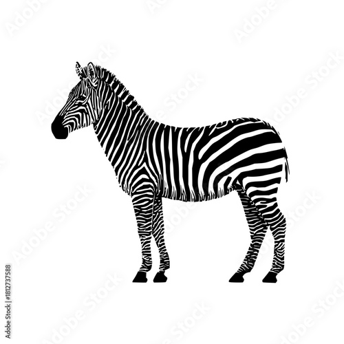 Zebra animal wildlife african mammal stripes black and white safari zoo nature art illustration design drawing