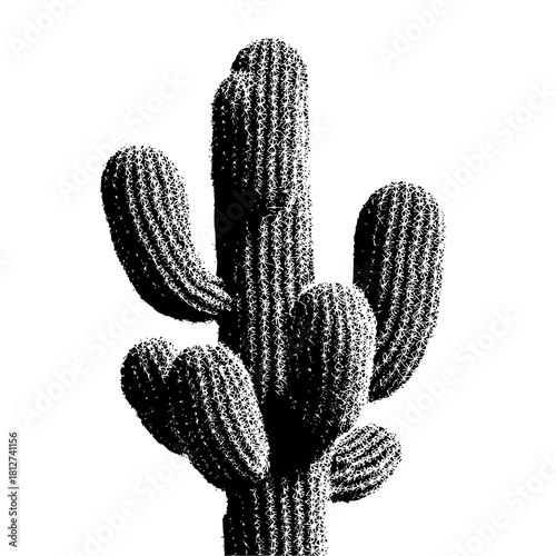 Black and white saguaro cactus illustration desert plant botanical nature drawing graphic art design element