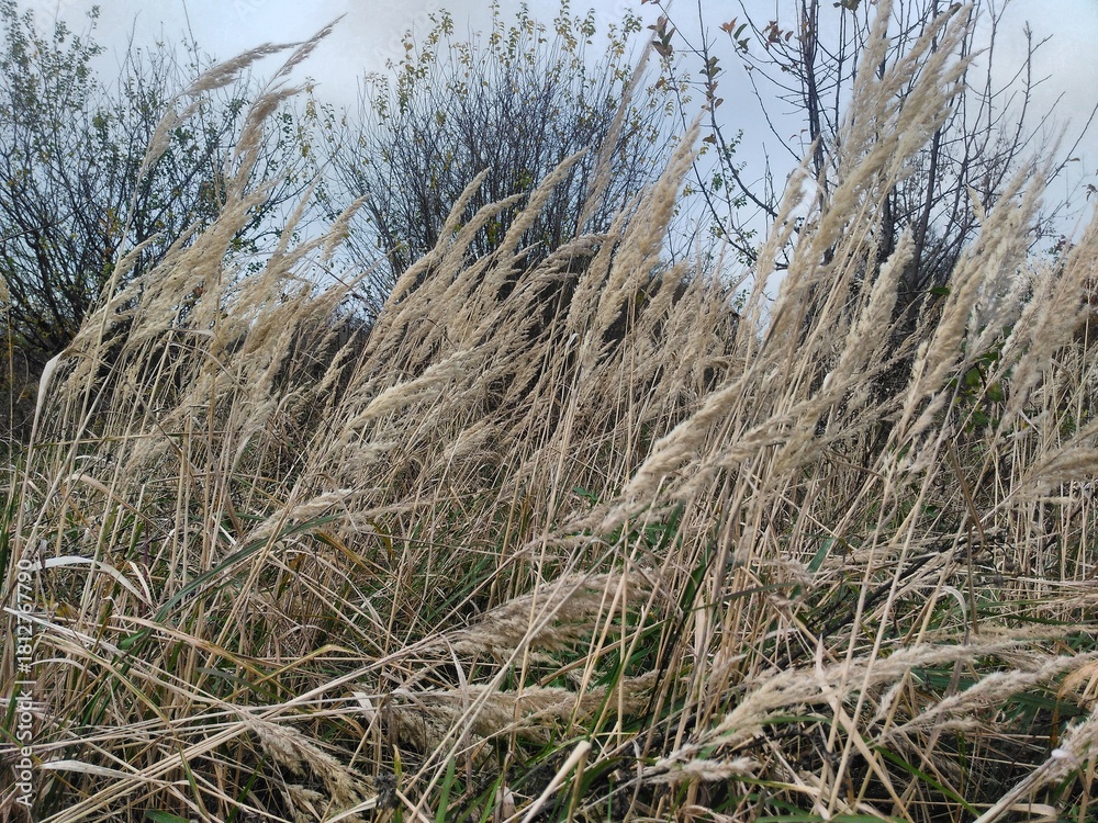 Fototapeta premium Dry grass blowing in wind during autumn