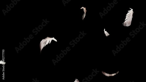 white bird plume feathers falling on a black background