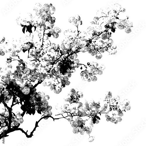 Detailed monochrome illustration of blooming tree branches against a white background texture style design