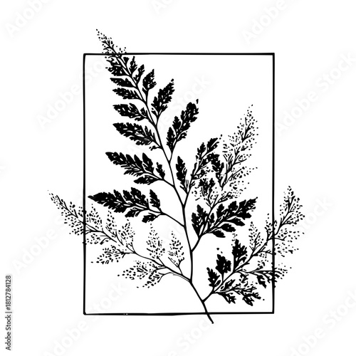 Fern fronds in a rectangular frame with detailed leaves and delicate textures creating a botanical design