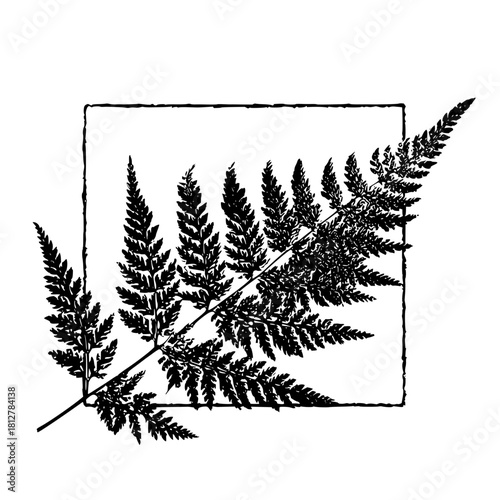 Black and white fern frond illustration within a square border botanical design nature art vector image