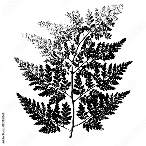 Detailed black and white illustration of a fern plant with intricate leaf patterns and branching stems