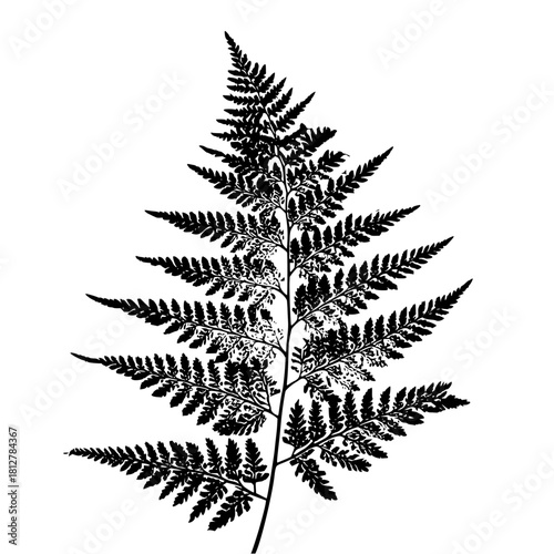 Detailed silhouette of a fern frond with intricate leaf patterns against a white background image view