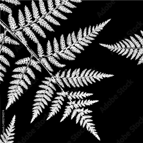 White fern fronds on a black background creating a stark contrast and naturalistic botanical design element