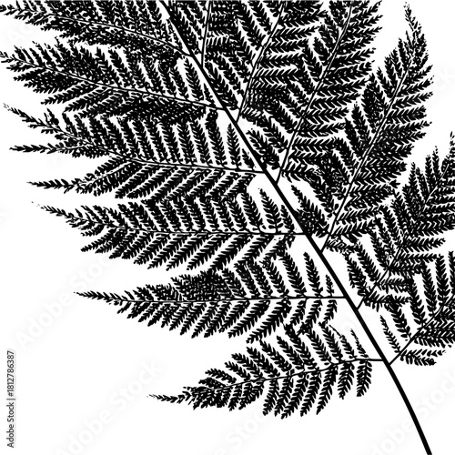 Detailed black and white illustration of a fern frond with intricate leaf patterns on a white background