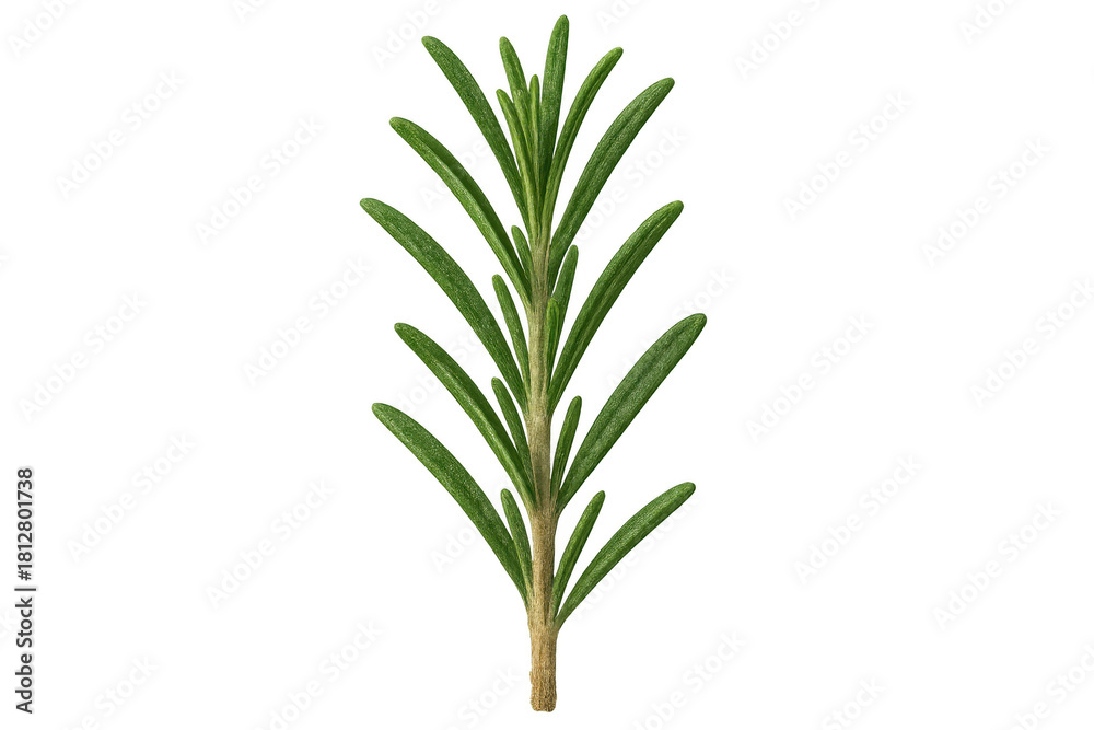 Obraz premium Fresh rosemary sprig with green leaves, aromatic herb for cooking, food seasoning, and ingredient preparation
