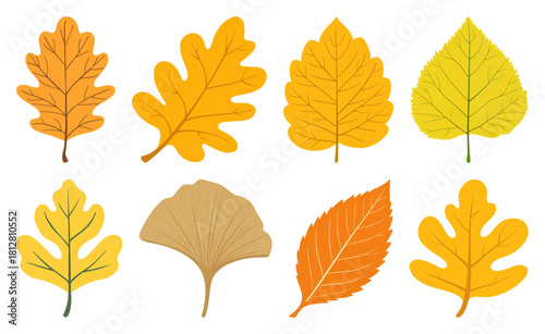 PNG Colorful autumn leaves illustration, element set on transparent background