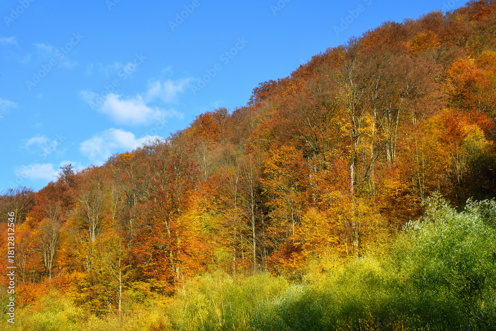 Fototapeta premium Autumn hillside forest with vibrant fall foliage colors