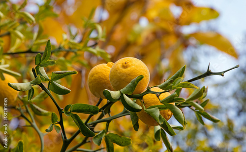 Poncirus trifoliata fruit growing on thorny branches in autumn