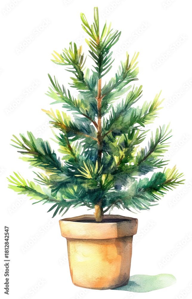 Fototapeta premium PNG Watercolor potted evergreen tree