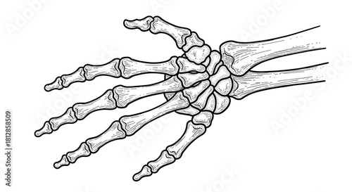 Detailed anatomical illustration of the human hand and wrist skeleton, showing carpals, metacarpals, and phalanges.