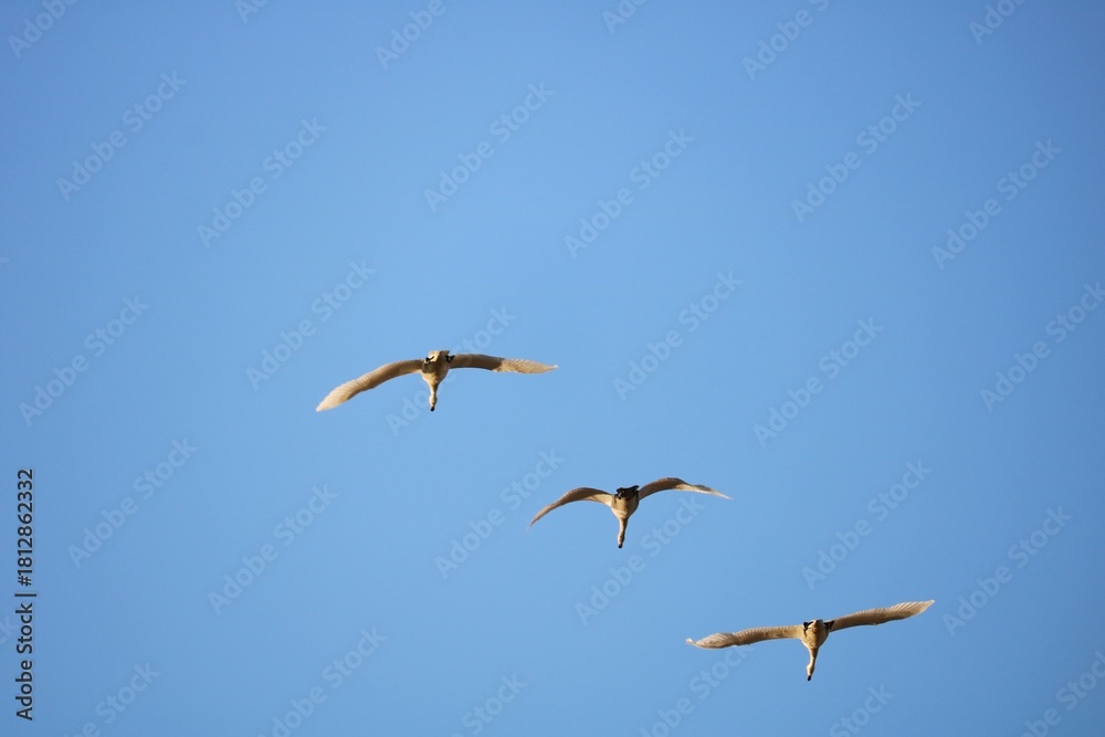 Obraz premium 秋の風景 河川上空を飛ぶサギ