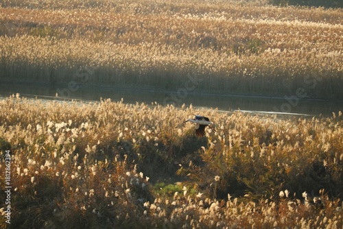 ヨシが茂る秋の河川敷　渡良瀬の風景