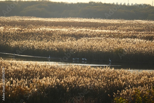 ヨシが茂る秋の河川敷　渡良瀬の風景